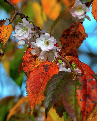 Double-flowering Plum DHC0029 by Gerry Gantt Double-flowering Plum DHC0029 by Gerry Gantt