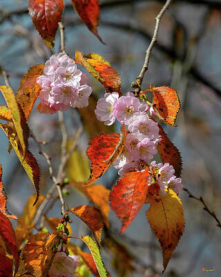 Double-flowering Plum DHC0032 by Gerry Gantt Double-flowering Plum DHC0032 by Gerry Gantt