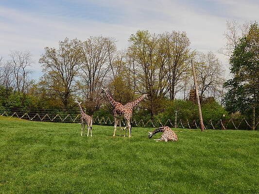 Double Take Giraffe by Robert Worth Double Take Giraffe by Robert Worth