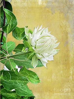 Double White Clematis by Dee Flouton Double White Clematis by Dee Flouton