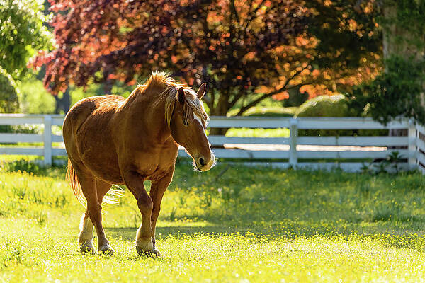 Wall Art - Photograph - Draft Horse in the Spring by Lara Morrison