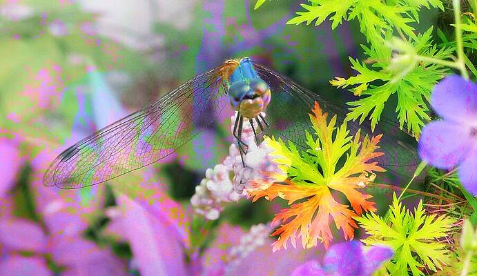 Dragonfly on Spinners Geranium by Mike Breau Dragonfly on Spinners Geranium by Mike Breau