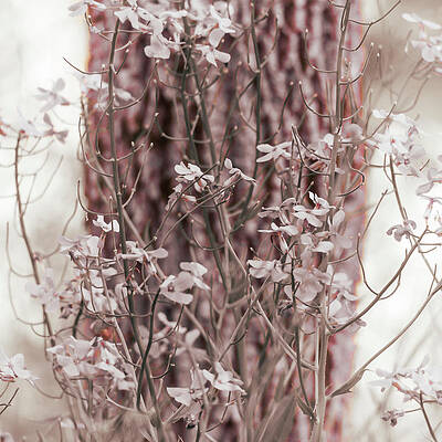 Dream Born Wildflowers by Jason Fink Dream Born Wildflowers by Jason Fink