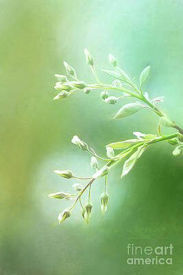 Dreaming of Spring - Painted Shad Buds by Anita Pollak Dreaming of Spring - Painted Shad Buds by Anita Pollak