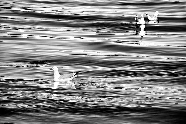 Wall Art - Photograph - Drifting by Mia Badenhorst