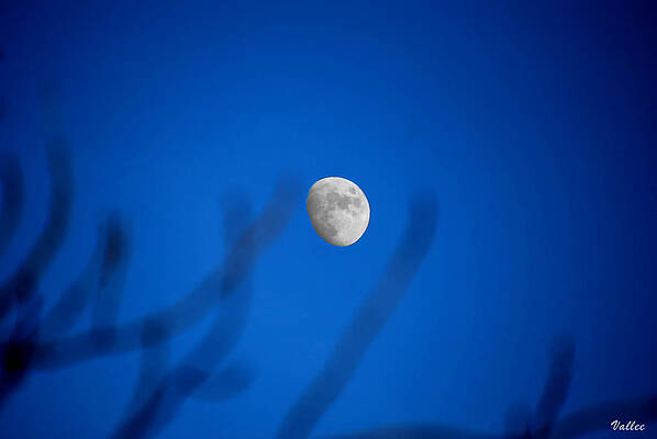 Drifting Moon by Vallee Johnson Drifting Moon by Vallee Johnson