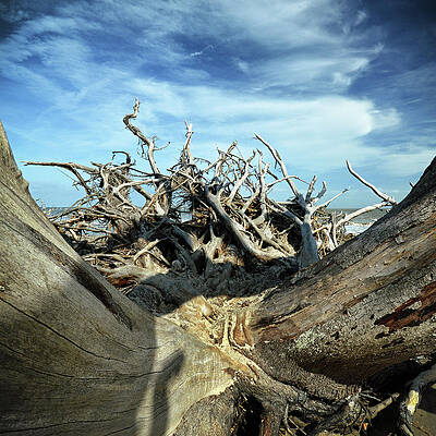 Driftwood Beach Eroticism at Jeckyll Island by Bill Swartwout Photography Driftwood Beach Eroticism at Jeckyll Island by Bill Swartwout Photography
