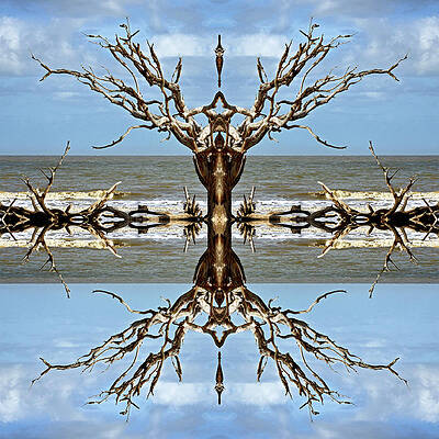 Driftwood Reflections on Jekyll Island by Bill Swartwout Photography Driftwood Reflections on Jekyll Island by Bill Swartwout Photography