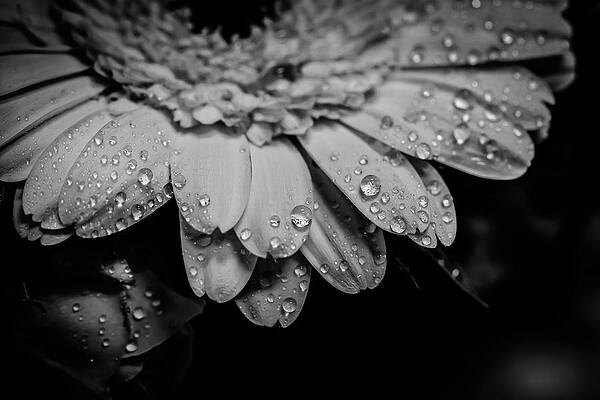 Wall Art - Photograph - Droplets by David Patterson