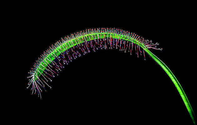 Drosera carnivorous. by Silvia Marcoschamer Drosera carnivorous. by Silvia Marcoschamer