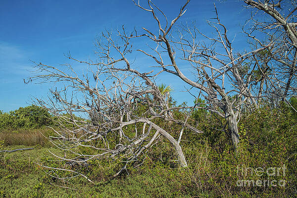 Dry Salt Marsh Trees by Patrick M Lynch Dry Salt Marsh Trees by Patrick M Lynch