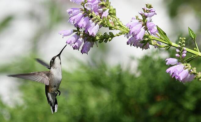  Red Throated Hummingbird. by Fran Garncarz