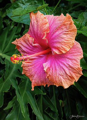 Dual Colored Hibiscus by Aaron Burrows Dual Colored Hibiscus by Aaron Burrows