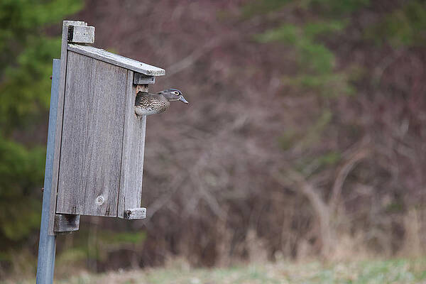 Duck in Nest Box by Brook Burling Duck in Nest Box by Brook Burling