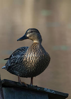 Duck by Paul Ross Duck by Paul Ross