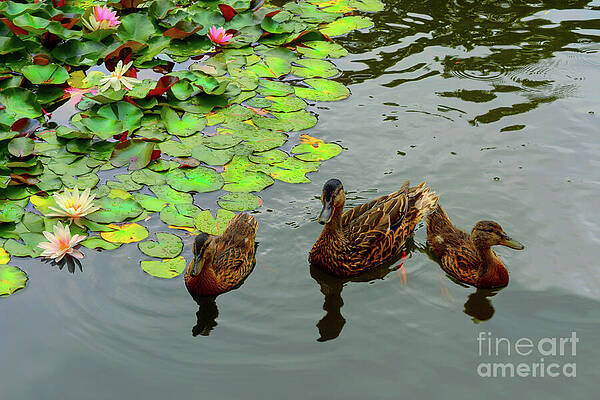 Wall Art - Photograph - Ducks and Water Lilies by Yvonne Johnstone