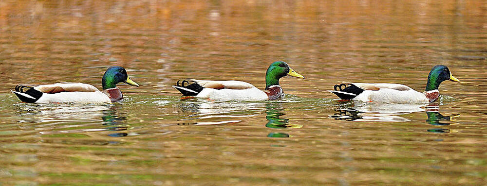 Ducks In A Row by Stan Lewis