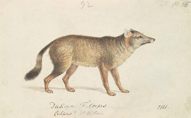 Dun-Footed Aguara Dog by Charles Hamilton Smith Dun-Footed Aguara Dog by Charles Hamilton Smith