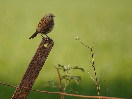 Dunnock on the Lookout by Adrian Wale Dunnock on the Lookout by Adrian Wale