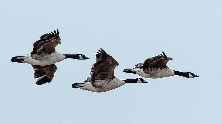 Dusky Canada Geese, No. 2 by Belinda Greb Dusky Canada Geese, No. 2 by Belinda Greb