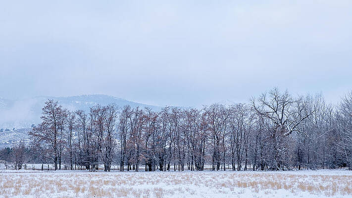 Dusting of Snow by Monte Stevens Dusting of Snow by Monte Stevens