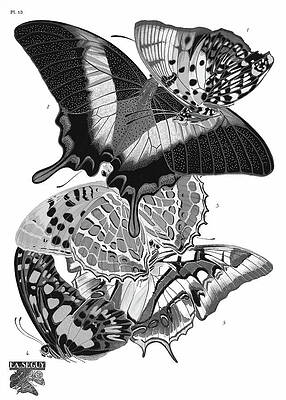 Wall Art - Painting - E.A. Seguy's Vintage Butterflies BW by Bob Pardue