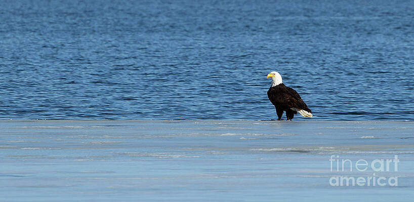 Eagle - Lake Farmington by Jaime Miller Eagle - Lake Farmington by Jaime Miller