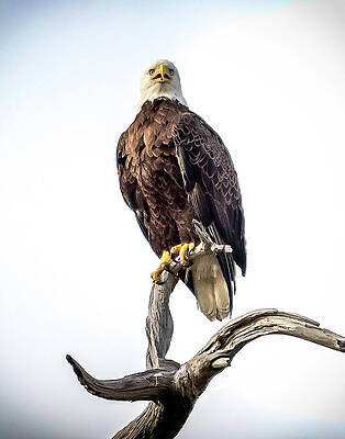 eagle one by Pete Rems eagle one by Pete Rems