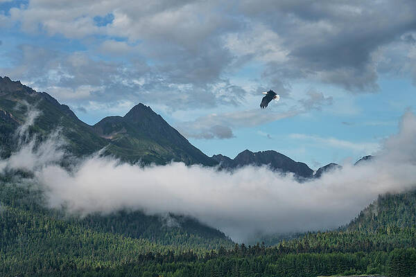 Eagle over Southeast Alaska by Michele Cornelius Eagle over Southeast Alaska by Michele Cornelius
