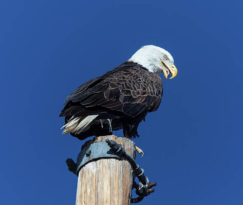 Eagle Tongue by James BO Insogna Eagle Tongue by James BO Insogna