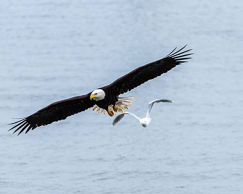 Eagle zeros in on its snack by Michael Lowell Eagle zeros in on its snack by Michael Lowell