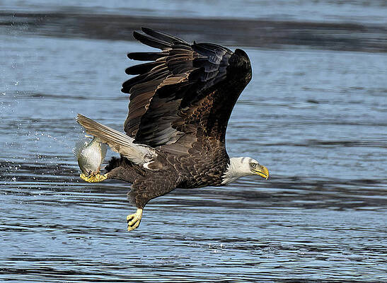 Eagle's Catch by Wade Aiken Eagle's Catch by Wade Aiken