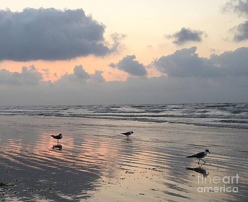 Early Birds by Marsha Young Early Birds by Marsha Young