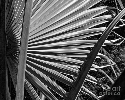 Early Light Palm by Patrick M Lynch Early Light Palm by Patrick M Lynch