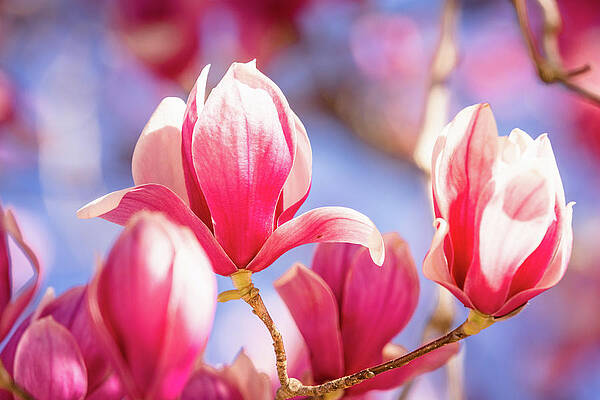 Wall Art - Photograph - Early Spring Magnolias by Joni Eskridge