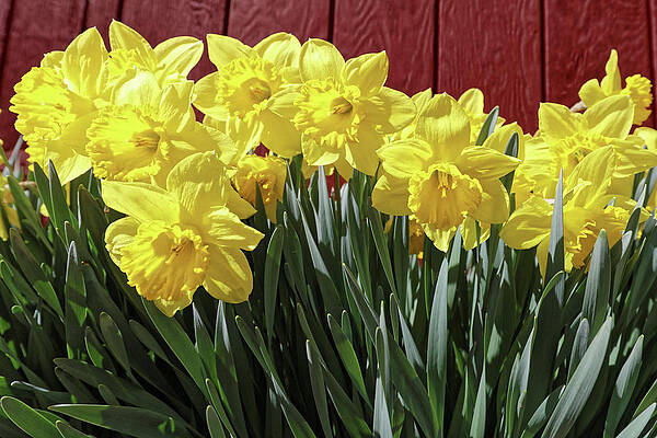 Easter Daffodils by Doolittle Photography and Art Easter Daffodils by Doolittle Photography and Art