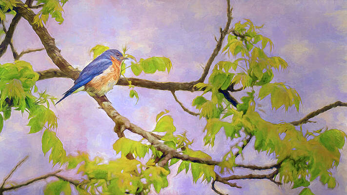 Eastern Blue Bird by Pam DeCamp Eastern Blue Bird by Pam DeCamp