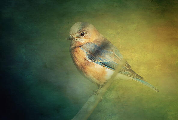Eastern Bluebird on Textured Background by Charles Schmidt Eastern Bluebird on Textured Background by Charles Schmidt