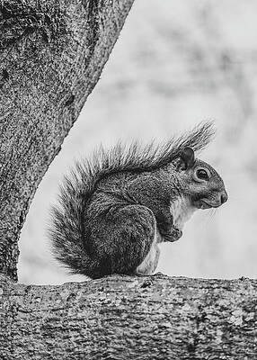 Eastern Gray Squirrel in a Tree 1 Black and White by Rachel Morrison Eastern Gray Squirrel in a Tree 1 Black and White by Rachel Morrison