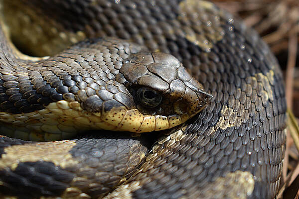 Photograph, Eastern Hognose Snake Playing Dead