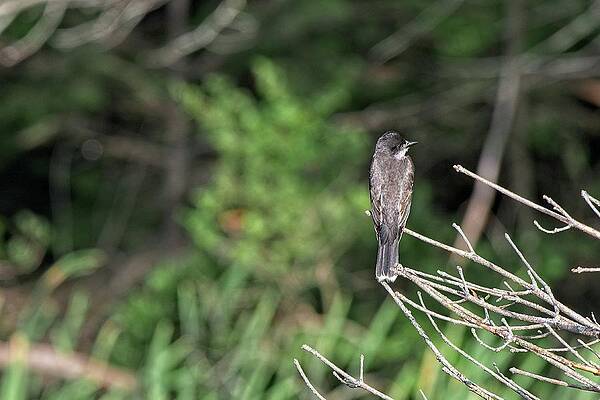 Eastern Kingbird, Norway, Maine by Steven Ralser Eastern Kingbird, Norway, Maine by Steven Ralser