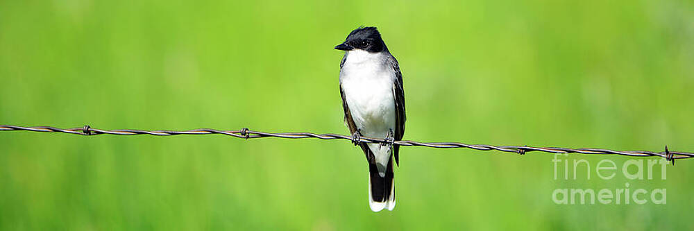 Eastern Kingbird on Barbed Wire by Denise Bruchman Eastern Kingbird on Barbed Wire by Denise Bruchman