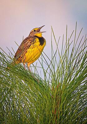 Wall Art - Photograph - Eastern Meadowlark by Steve DaPonte