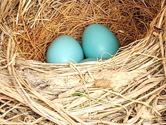 Wall Art - Photograph - Eggs in a Nest by Cindy's Creative Corner