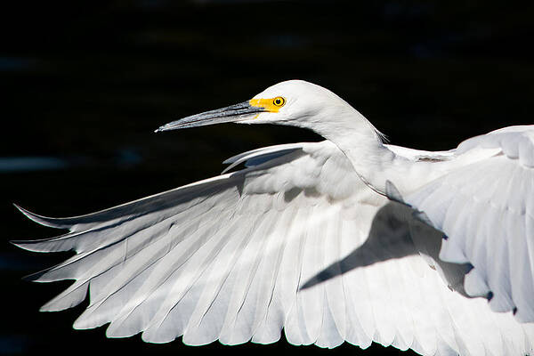 Wall Art - Photograph - Egret in Flight by Bonny Puckett