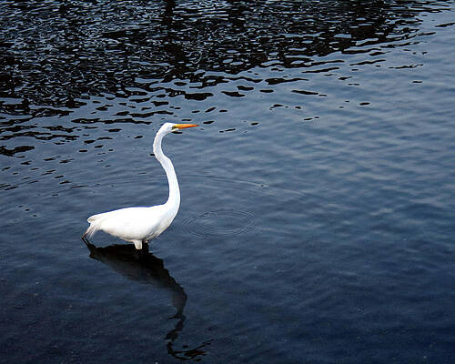 Wall Art - Photograph - Egret in the water by Jim Feldman