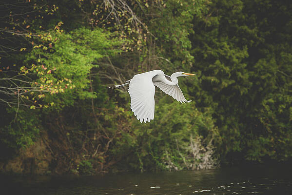 Egret by Lori Rowland Egret by Lori Rowland