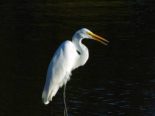 Egret Standing Tall by Joe Mannino