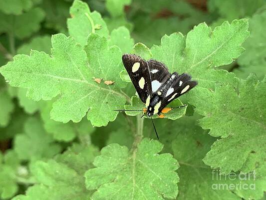 Wall Art - Photograph - Eight Spotted Moth by Catherine Wilson