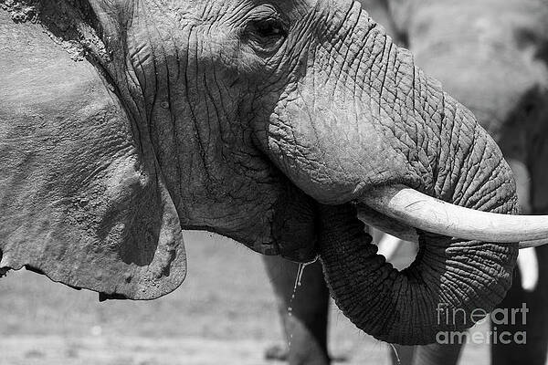 Elephant Drinking by Sue Illgner Elephant Drinking by Sue Illgner